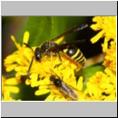 Ancistrocerus nigricornis - Faltenwespe m002b 9mm - Sandgrube Niedringhaussee-det.jpg